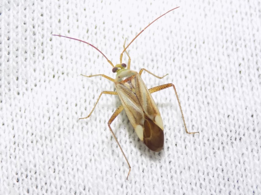 Adelphocoris lineolatus - lucernapoloska