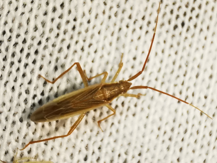 Stenodema calcarata - sarkantyús mezeipoloska
