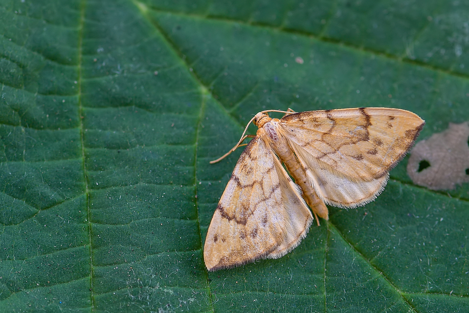 Eulithis pyraliata - sárga galajaraszoló