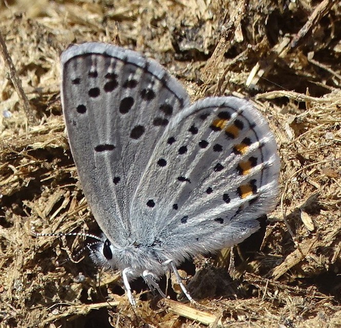 Pseudophilotes schiffermuelleri - apró boglárka