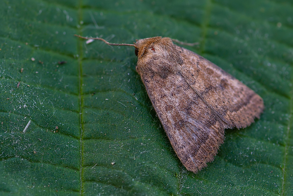 Hoplodrina octogenaria - barna selymesbagoly