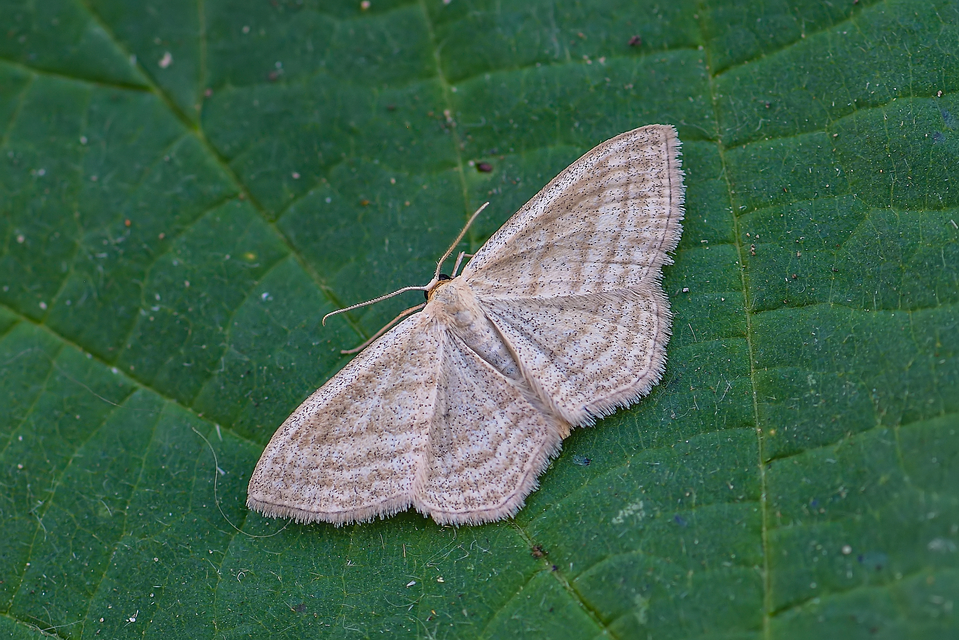 Scopula virgulata - vesszős sávosaraszoló
