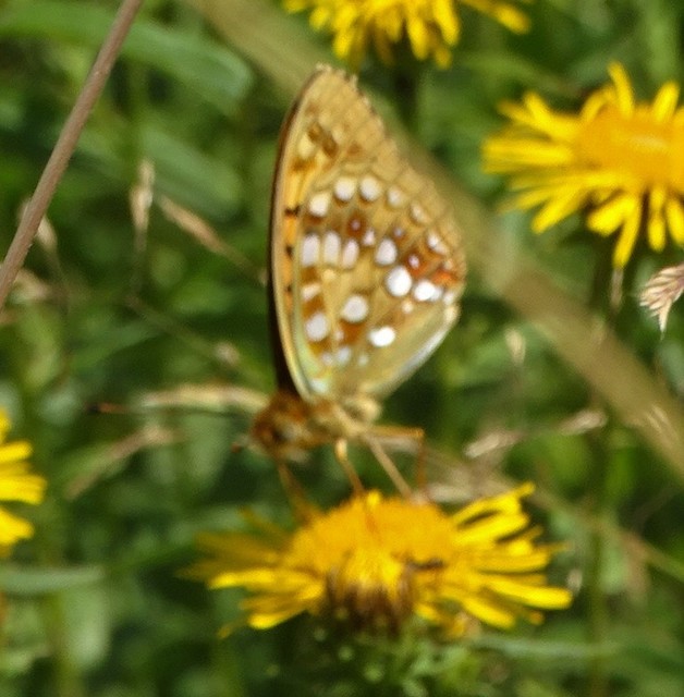 Argynnis adippe - ezüstös gyöngyházlepke