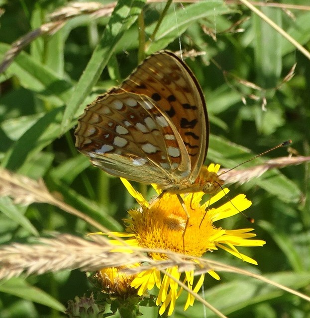 Argynnis adippe - ezüstös gyöngyházlepke
