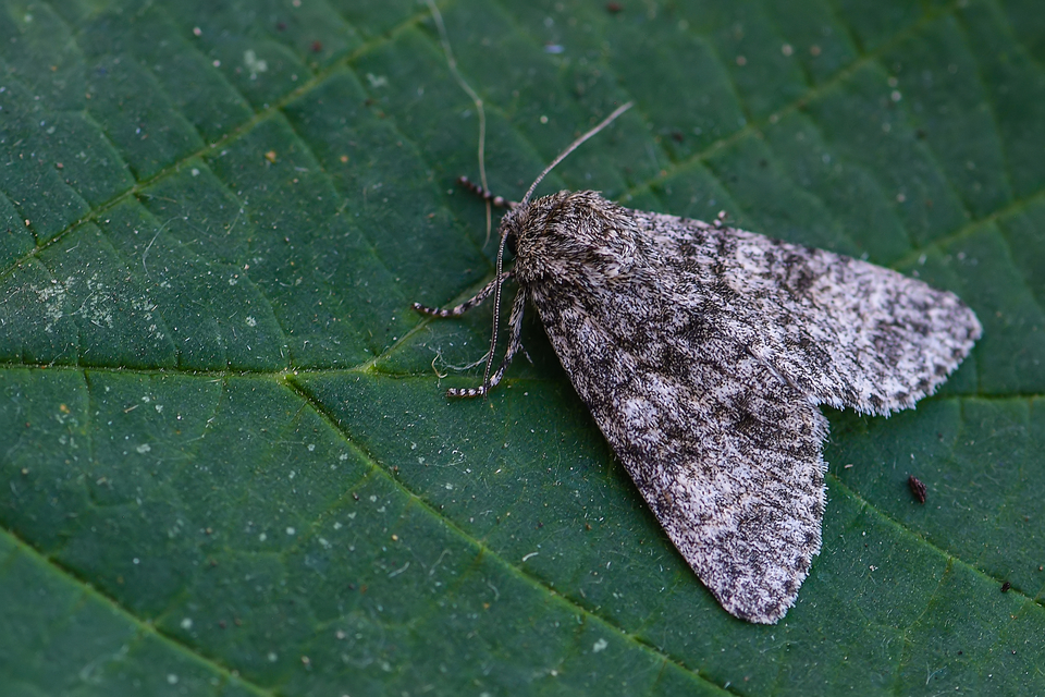 Acronicta megacephala - nagyfejű szigonyosbagoly