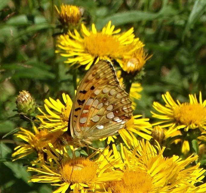 Argynnis adippe - ezüstös gyöngyházlepke