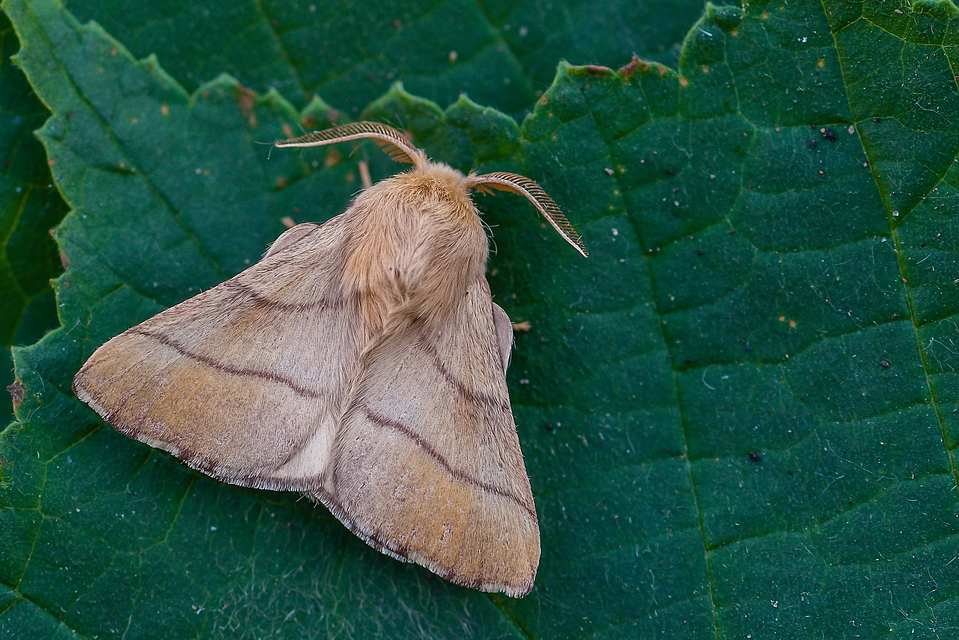 Malacosoma neustria - gyűrűsszövő