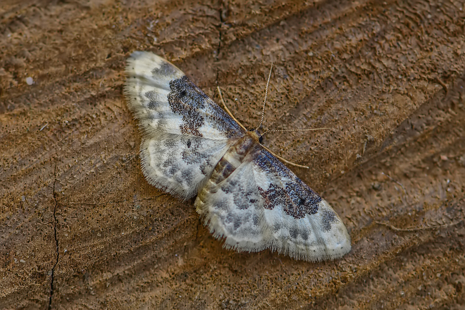 Idaea rusticata - tarka apróaraszoló