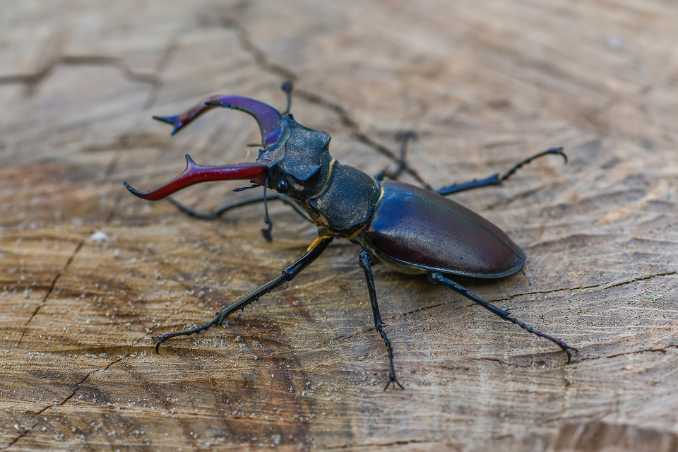 Lucanus cervus - nagy szarvasbogár