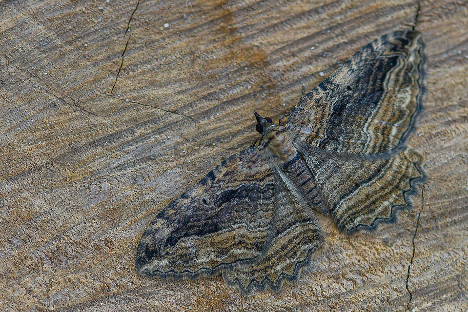 Philereme transversata - varjútövis-araszoló