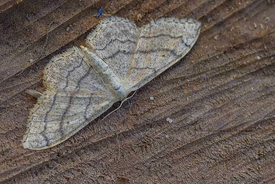 Idaea aversata - nagy sávosaraszoló