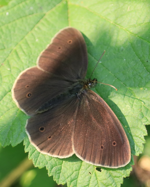 Aphantopus hyperanthus - közönséges ökörszemlepke