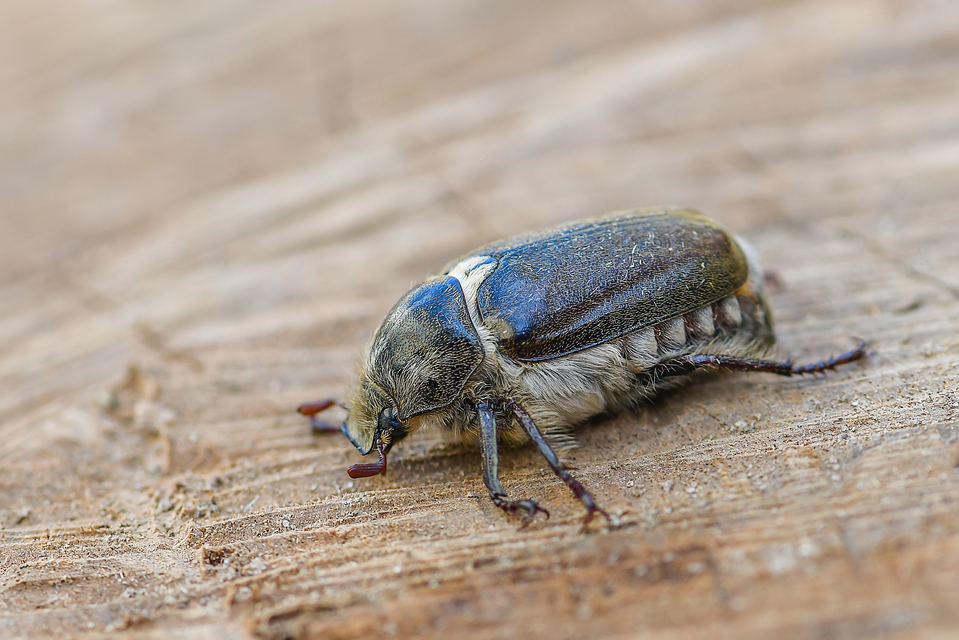 Anoxia pilosa - pusztai cserebogár