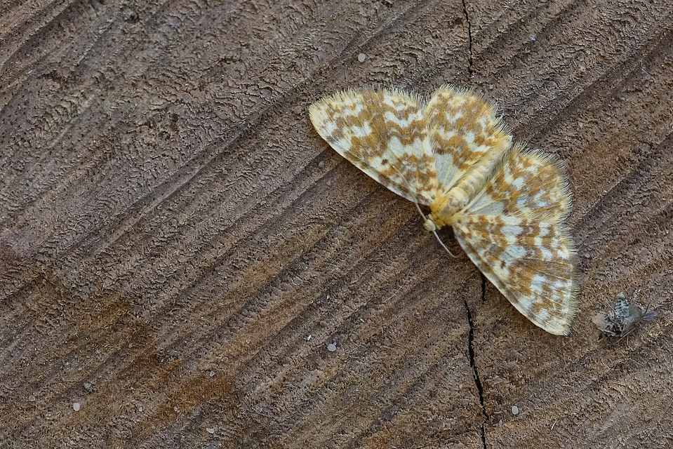 Hydrelia flammeolaria - narancssárga araszoló