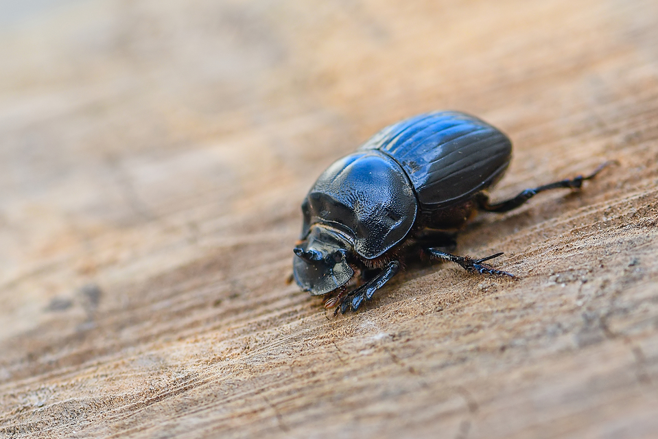 Copris lunaris - közönséges holdszarvú-ganéjtúró