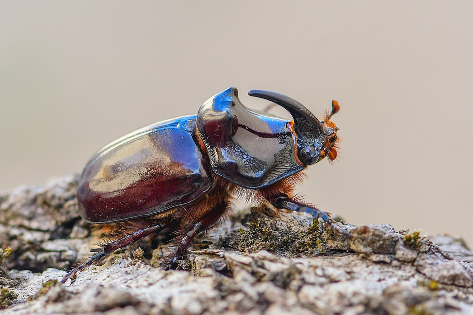 Oryctes nasicornis - orrszarvú bogár