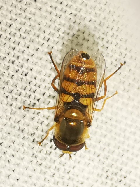 Eupeodes