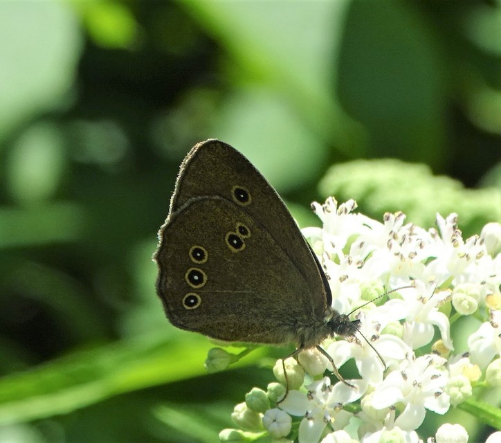 Aphantopus hyperanthus - közönséges ökörszemlepke