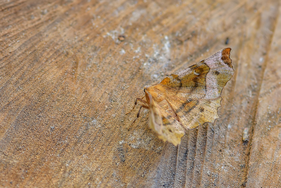 Selenia tetralunaria - négyfoltos holdasaraszoló
