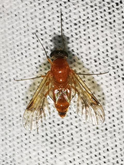 Chrysopilus