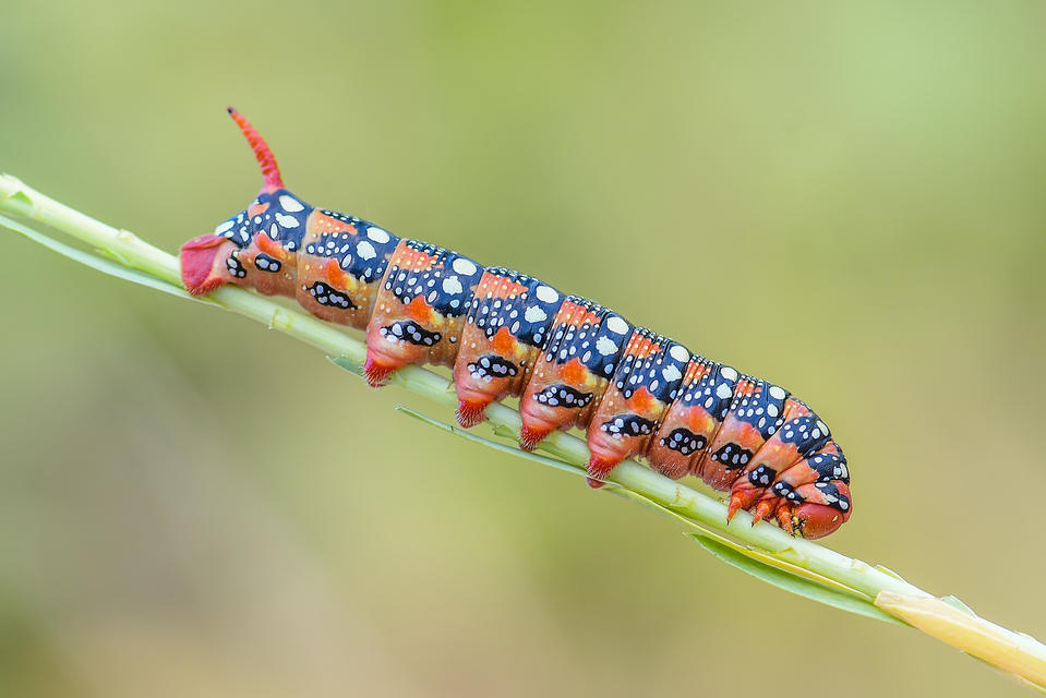 Hyles euphorbiae - kutyatejszender
