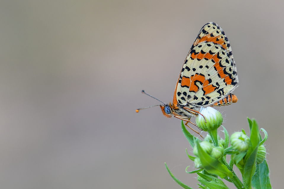 Melitaea didyma - tüzes tarkalepke