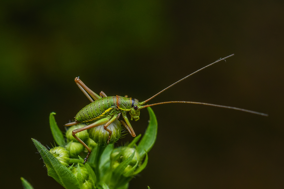 Ephippiger ephippiger - nyergesszöcske