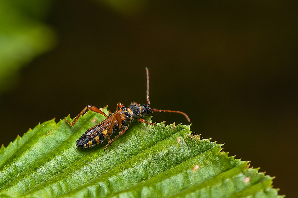 Stenopterus flavicornis - sárgacsápú keskenyfedőscincér