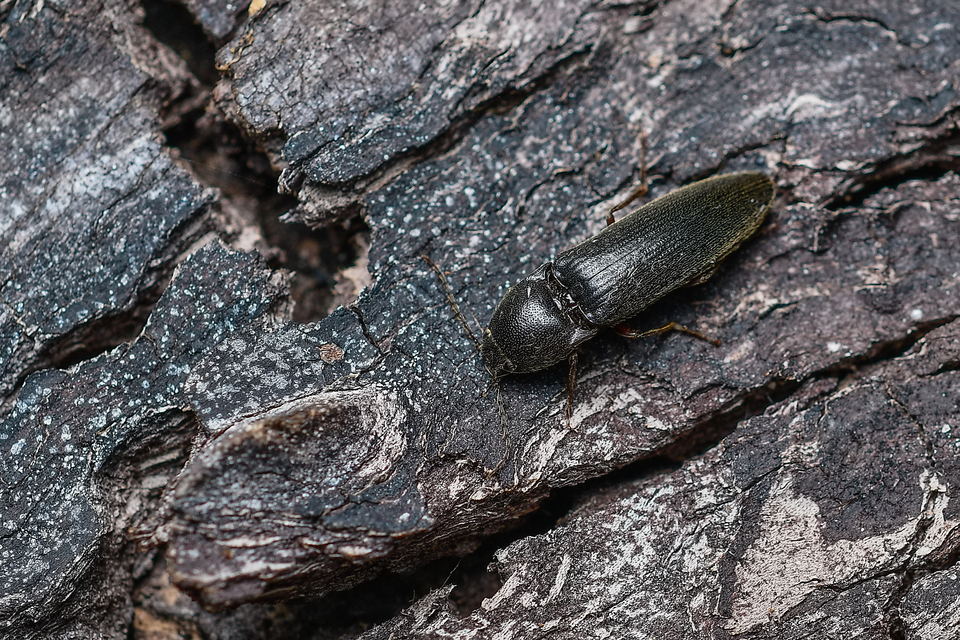 Melanotus