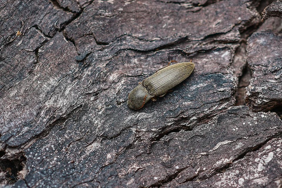 Elateridae - pattanóbogárfélék