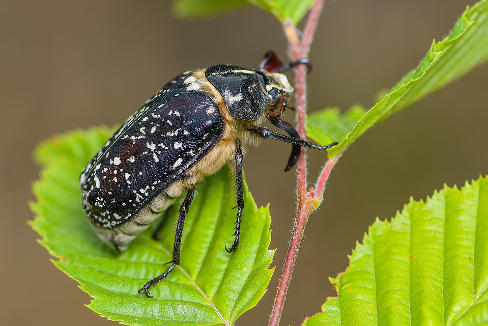 Polyphylla fullo - csapó cserebogár