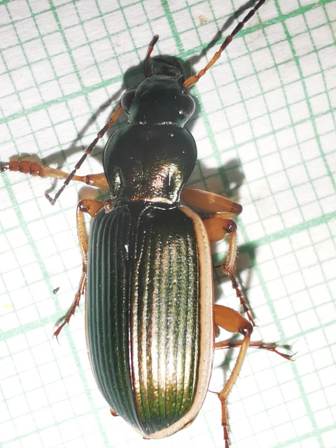 Chlaenius spoliatus - csupasz bűzfutó
