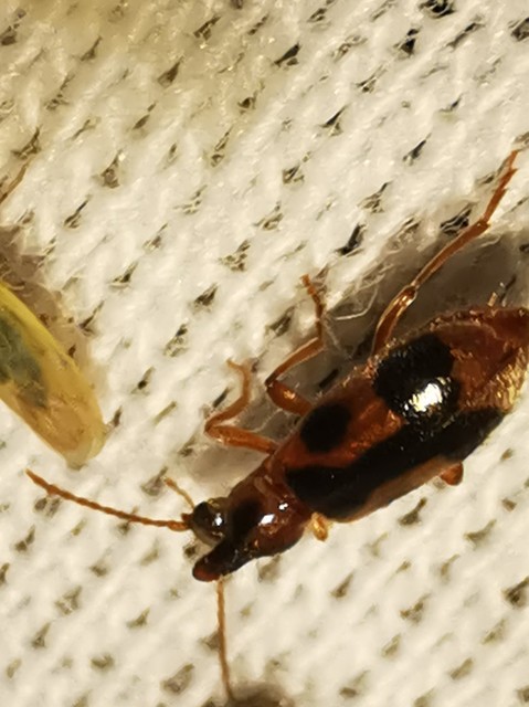 Notoxus monoceros - sárgahasú nyakszarvúbogár
