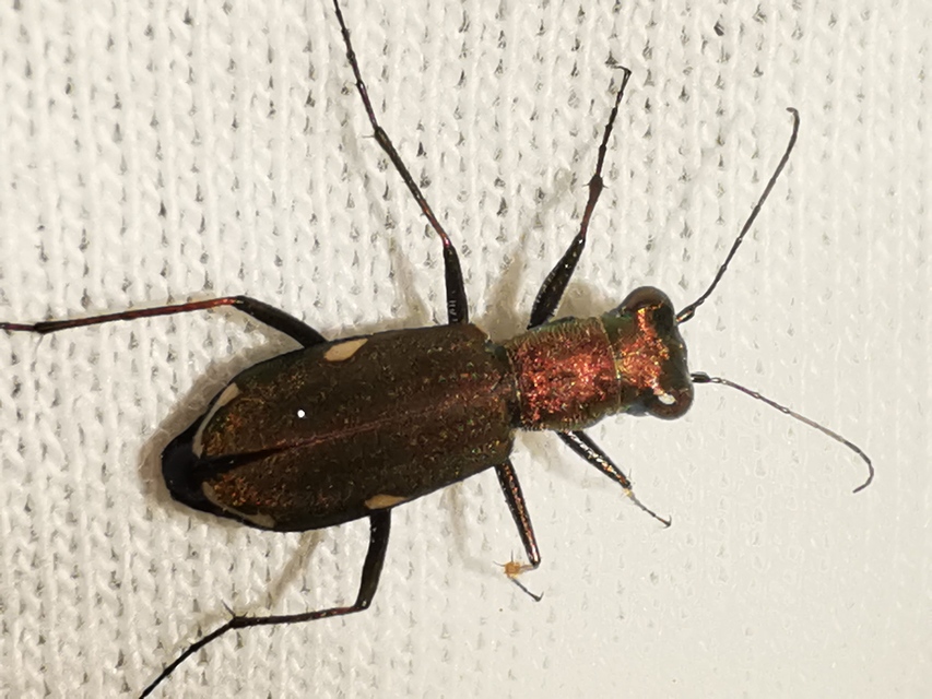 Cylindera germanica - parlagi homokfutrinka