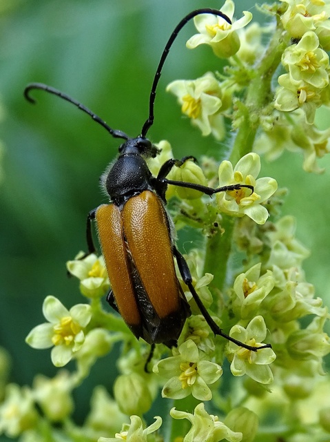 Stictoleptura fulva - vörhenyes virágcincér