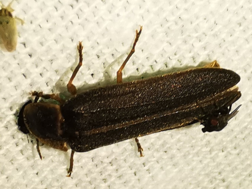 Lampyris noctiluca - nagy szentjánosbogár