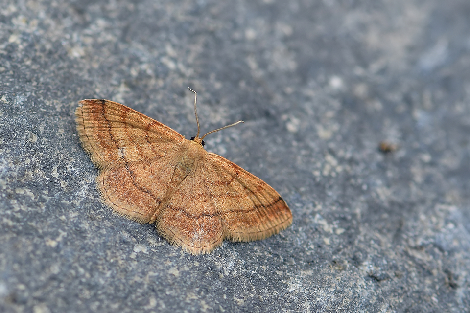 Scopula rubiginata - réti pirosaraszoló