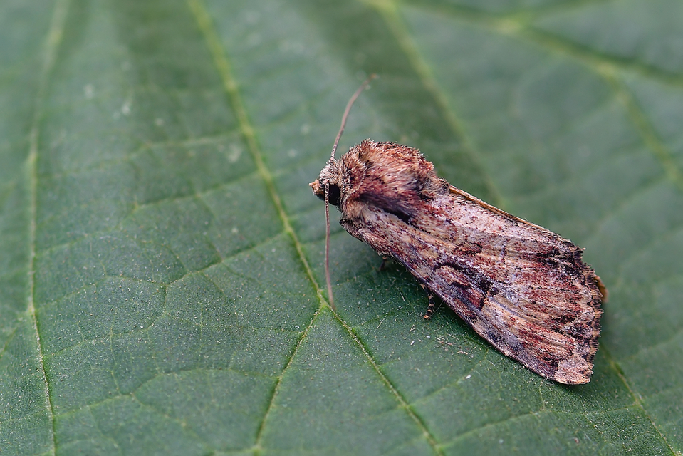 Apamea epomidion - vörösbarna dudvabagoly
