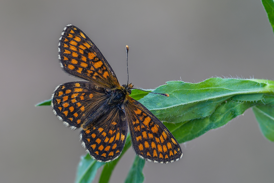 Melitaea