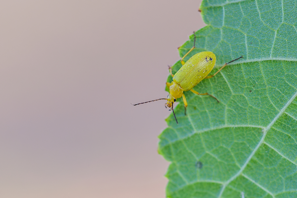 Cteniopus sulphureus - közönséges kénbogár Cteniopus sulphureus - közönséges kénbogár