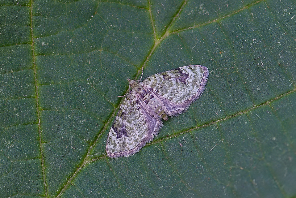 Chloroclystis v-ata - zöldes törpearaszoló