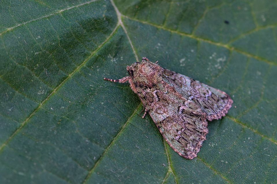 Polyphaenis sericata - selyemfényű erdeibagoly