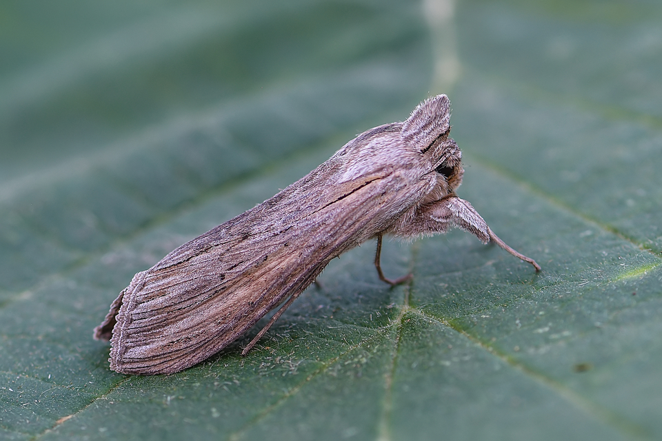 Cucullia umbratica - közönséges csuklyásbagoly