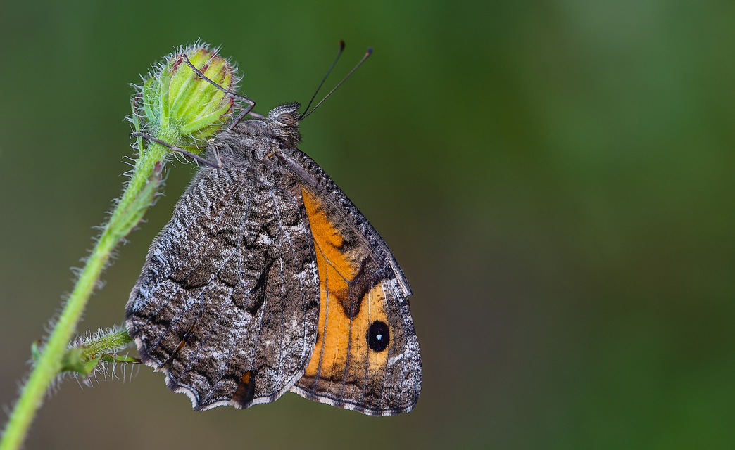 Hipparchia semele - barna szemeslepke