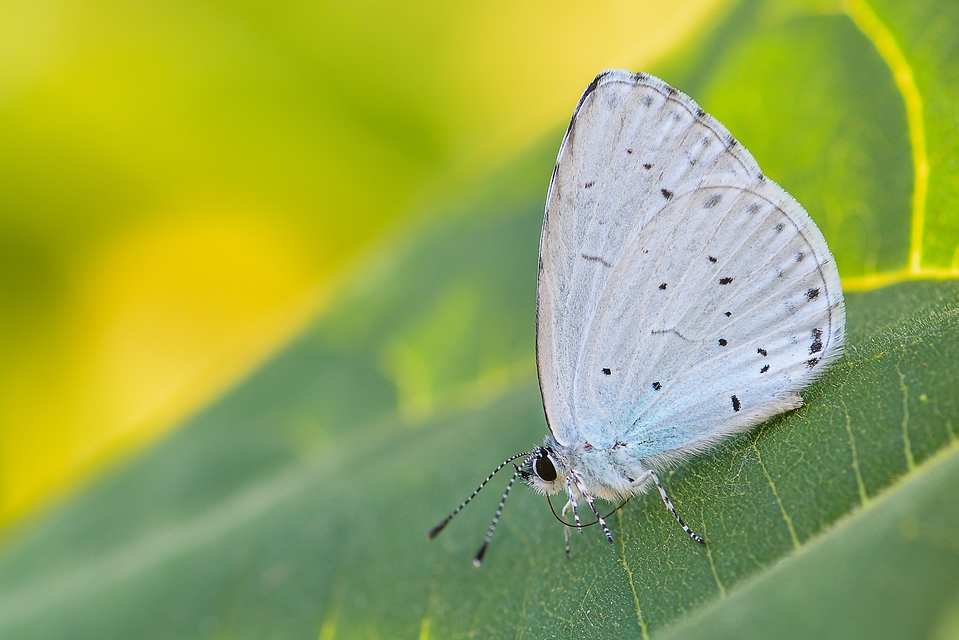 Celastrina argiolus - bengeboglárka