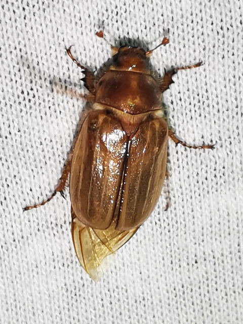 Amphimallon solstitiale - bordás sárgacserebogár