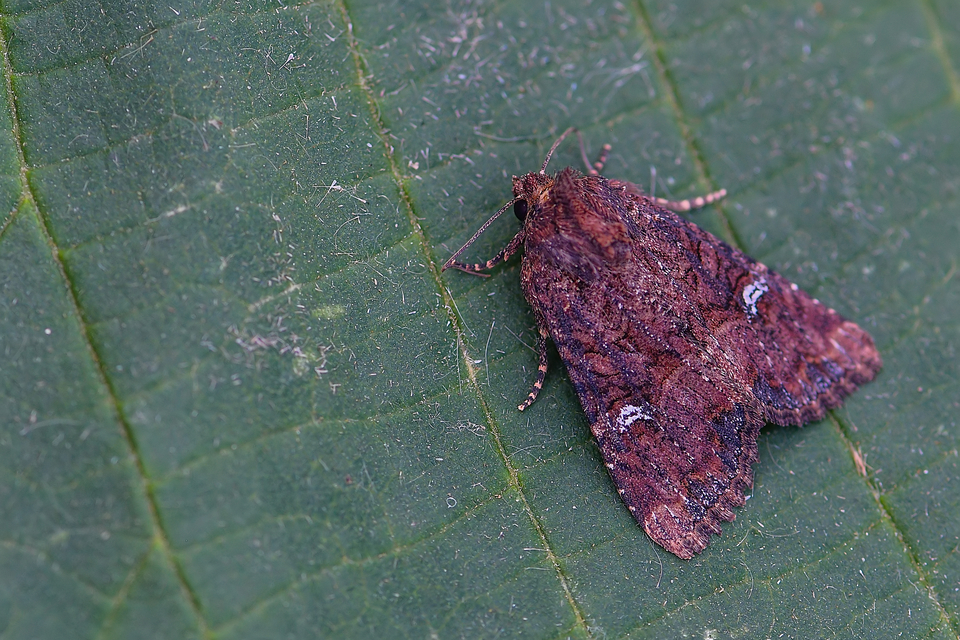 Mesapamea secalella/secalis
