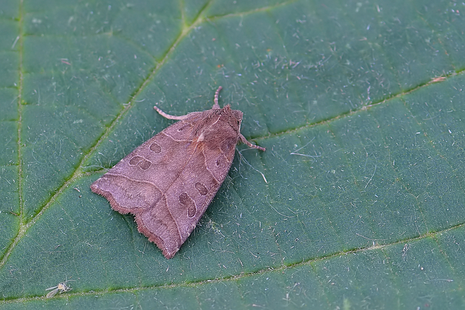 Ipimorpha retusa - sarlós fűzbagoly