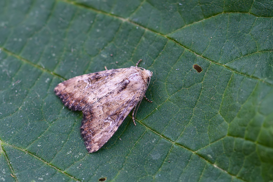 Loscopia scolopacina - csinos dudvabagoly