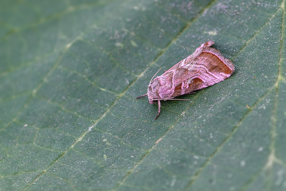 Eucarta virgo - mocsári ametisztbagoly